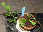 ././Photos/Plantes/Hoya_M-N-O/Mini/14manipB-IMG_3051.JPG