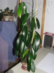 ././Photos/Plantes/Hoya_M-N-O/Mini/15melifF-IMG_3821.jpg