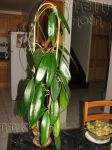 ././Photos/Plantes/Hoya_M-N-O/Mini/15melifF-IMG_9023.jpg