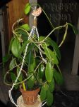 ././Photos/Plantes/Hoya_M-N-O/Mini/15melifOG-IMG_9578.jpg