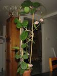 ././Photos/Plantes/Hoya_M-N-O/Mini/15obo-IMG_3954.JPG