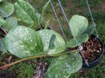 ././Photos/Plantes/Hoya_M-N-O/Mini/15obovSp-IMG_4384.jpg