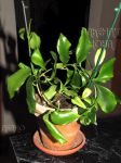 ././Photos/Plantes/Hoya_M-N-O/Mini/18microst-IMG_7173.jpg