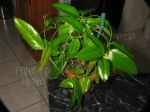 ././Photos/Plantes/Hoya_M-N-O/Mini/19mon-IMG_3414.JPG