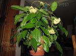 ././Photos/Plantes/Hoya_M-N-O/Mini/19montana-IMG_2393.jpg