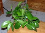 ././Photos/Plantes/Hoya_M-N-O/Mini/20merrGPS-IMG_2137.jpg