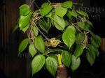 ././Photos/Plantes/Hoya_M-N-O/Mini/20nca-IMG_9116.JPG