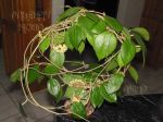 ././Photos/Plantes/Hoya_M-N-O/Mini/20neocal-IMG_1634.jpg