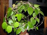 ././Photos/Plantes/Hoya_M-N-O/Mini/20neocal-IMG_3020.jpg