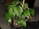 ././Photos/Plantes/Hoya_M-N-O/Mini/21minB-IMG_1709.JPG