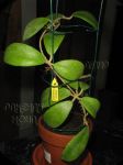 ././Photos/Plantes/Hoya_M-N-O/Mini/21minS-IMG_0833.JPG