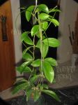 ././Photos/Plantes/Hoya_M-N-O/Mini/21minY-IMG_3017.JPG