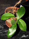 ././Photos/Plantes/Hoya_M-N-O/Mini/21mindoPS-IMG_0844.jpg