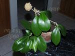 ././Photos/Plantes/Hoya_M-N-O/Mini/21mindoPch-IMG_2504.jpg