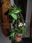 ././Photos/Plantes/Hoya_M-N-O/Mini/23mitrat-IMG_1495.jpg