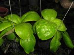 ././Photos/Plantes/Hoya_M-N-O/Mini/23mitrat-IMG_8121.jpg