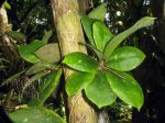 ././Photos/Plantes/Hoya_M-N-O/Mini/23mitrat-IMG_8308.jpg