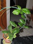 ././Photos/Plantes/Hoya_M-N-O/Mini/23mitrat-IMG_9574.jpg