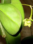 ././Photos/Plantes/Hoya_M-N-O/Mini/34mariae-IMG_4388.jpg