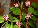 ././Photos/Plantes/Hoya_M-N-O/Mini/IMG_0258-obovata.jpg