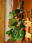 ././Photos/Plantes/Hoya_M-N-O/Mini/IMG_0259-obovata.jpg