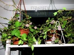 ././Photos/Plantes/Hoya_M-N-O/Mini/IMG_5186a.jpg