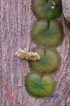 ././Photos/Plantes/Hoya_M-N-O/Mini/J5808318-27.jpg