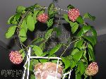 ././Photos/Plantes/Hoya_M-N-O/Mini/mindorensis05.JPG