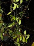 ././Photos/Plantes/Hoya_P-Q-R/Mini/01A01-IMG_4026pubif.JPG