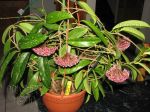 ././Photos/Plantes/Hoya_P-Q-R/Mini/01pubPS-IMG_6557.JPG