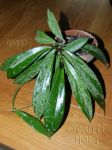 ././Photos/Plantes/Hoya_P-Q-R/Mini/01pubicSSh-IMG_6806.jpg