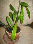 ././Photos/Plantes/Hoya_P-Q-R/Mini/01revKK-IMG_0001.JPG