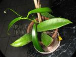 ././Photos/Plantes/Hoya_P-Q-R/Mini/01revPh-IMG_7461.JPG