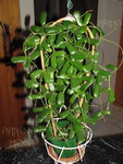 ././Photos/Plantes/Hoya_P-Q-R/Mini/01rotundif-IMG_0802r.jpg