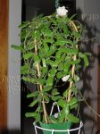 ././Photos/Plantes/Hoya_P-Q-R/Mini/01rotundif-IMG_1110.jpg