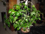 ././Photos/Plantes/Hoya_P-Q-R/Mini/02paziae-IMG_2322.jpg