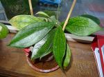 ././Photos/Plantes/Hoya_P-Q-R/Mini/04E03A-ranau-DSC07895.jpg