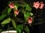 ././Photos/Plantes/Hoya_P-Q-R/Mini/05pat-IMG_5152.JPG