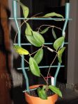 ././Photos/Plantes/Hoya_P-Q-R/Mini/05patelW-IMG_6617.jpg