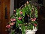 ././Photos/Plantes/Hoya_P-Q-R/Mini/05patell-IMG_2934a.jpg