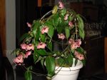 ././Photos/Plantes/Hoya_P-Q-R/Mini/05patell-IMG_3135a.jpg