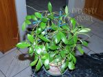 ././Photos/Plantes/Hoya_P-Q-R/Mini/06pallili-IMG_2099.jpg