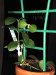 ././Photos/Plantes/Hoya_P-Q-R/Mini/06pan-IMG_2446.JPG