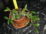 ././Photos/Plantes/Hoya_P-Q-R/Mini/06par-IMG_2826.JPG