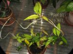 ././Photos/Plantes/Hoya_P-Q-R/Mini/06parY-IMG_6512.JPG