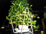 ././Photos/Plantes/Hoya_P-Q-R/Mini/06pic-IMG_6599.JPG