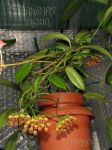 ././Photos/Plantes/Hoya_P-Q-R/Mini/06plicat-IMG_0254.JPG