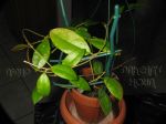 ././Photos/Plantes/Hoya_P-Q-R/Mini/06plicat-IMG_1477.JPG