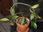 ././Photos/Plantes/Hoya_P-Q-R/Mini/06rev-IMG_0404.JPG