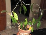 ././Photos/Plantes/Hoya_P-Q-R/Mini/06rev-IMG_2806.JPG